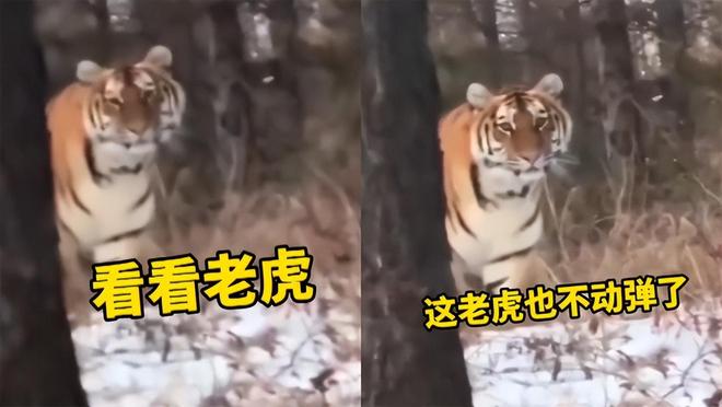 东北虎完达山1号再现身,那只网红大猫的故事又有了新篇章 东北虎完达山1号再现身,那只网红大猫的故事又有了新篇章